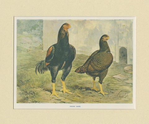 Antique Bird Print of Indian Game Chicken by André & Sleigh, circa 1900, view 4