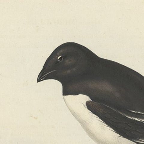 Old Bird Print Depicting the Little Auk by Gould, 1832, close-up 2