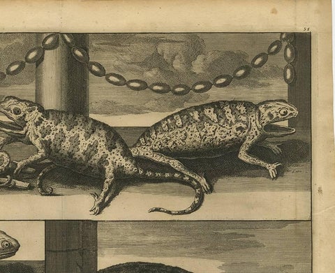 Antique Engraving of Chameleons and Rodents, Circa 1700, view 3