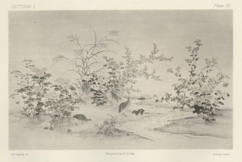 Japanese Nature Scene Prints: Delicate 19th-Century Botanical & Bird Etchings, close-up 1