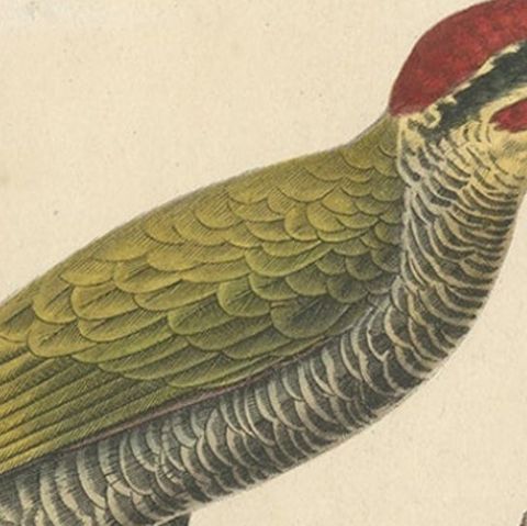 Rare Print of a Male Golden-Green & a Male Fulvous-Breasted Woodpecker, 1838, close-up 1