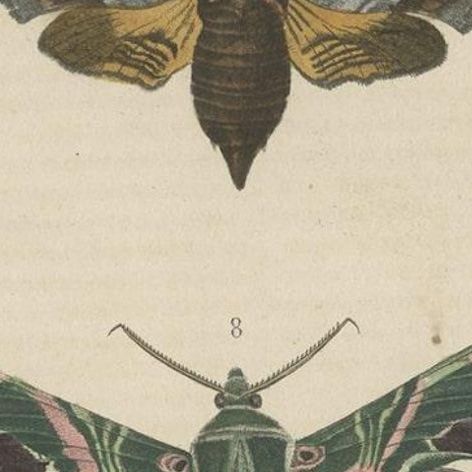 19th Century Lepidoptera: An Illustrated Compendium of Moths and Butterflies, close-up 6