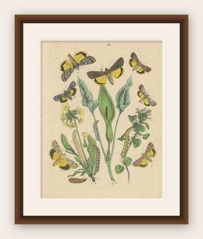 Owl Moths: Lover's Knot and Heart and Dart Lithograph by Kirby, 1882, shown framed