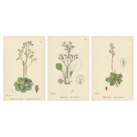Hand-Colored Botanical Engravings of London-Pride and Its Varieties, 1902