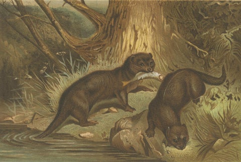 Woodland River Animal Print, Victorian Otter Scene, Earth Tone Artwork, 1894, close-up 2