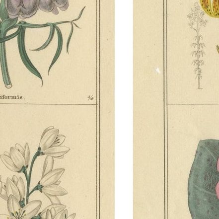 Set of Two Hand-Colored Botanical Engravings by B. Maund 1836, close-up 2