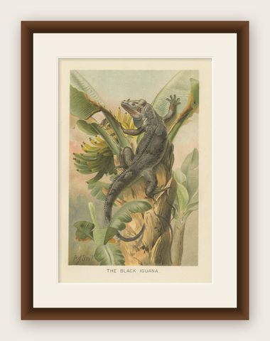 The Black Iguana on Banana Tree, Antique Reptile Natural History Print, 1895, shown framed