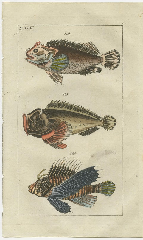Set of 2 Antique Fish Prints - Lionfish - Ponyfish - Scorpion Fish, view 3
