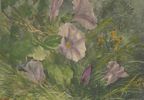 Morning Glories with Butterfly - Giacomelli’s Nature Print, Circa 1891, close-up 1