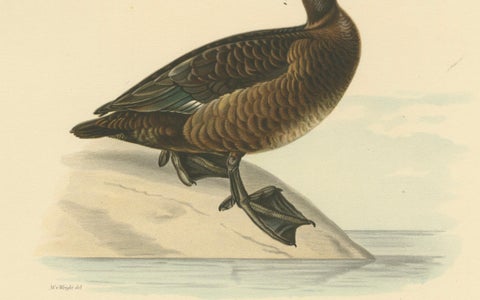 Quietude by the Shore: Female Tufted Duck by Magnus von Wright, 1929, close-up 2