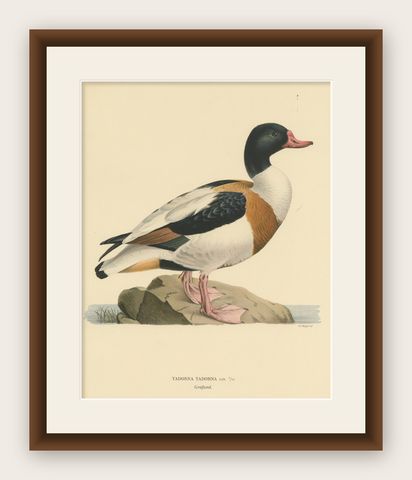 Harbor of Elegance: Bird Print of The Common Shelduck by Magnus von Wright, 1929, shown framed