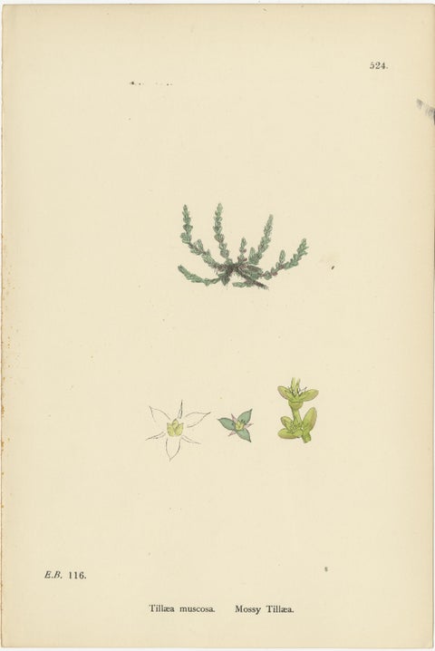 Botanical Engravings of Mossy Tillaea, Rose-root, and Broad-leaved Orpine, 1902, view 2