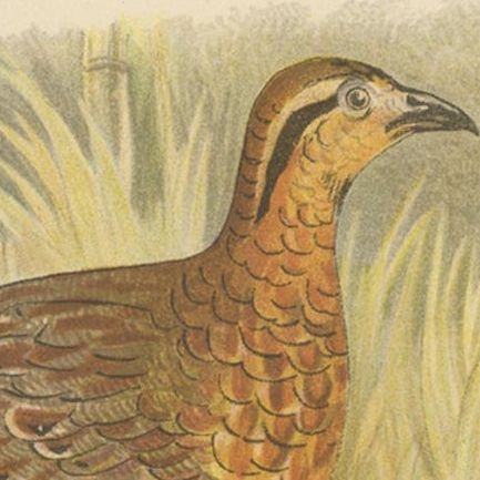 Antique Bird Print of The Western Bamboo Partridge, 1879, close-up 1