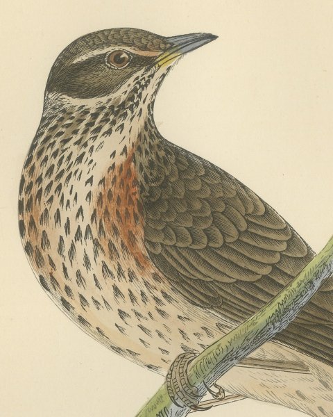 Redwing on a Green Branch, Hand Colored Bird Print, Morris, 1896, close-up 1