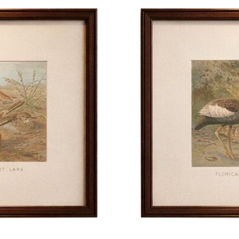 Antique Bird Prints Set of 2, Desert Species, Victorian Chromolithographs, 1895, close-up 1