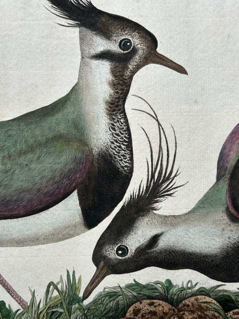 Northern Lapwing, Gavia vulgaris, Tringa vanellus, Nozeman & Sepp, 1770–1829, view 6