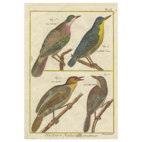 Hand-Colored Engraving of European & Exotic Birds from Histoire Naturelle, 1790