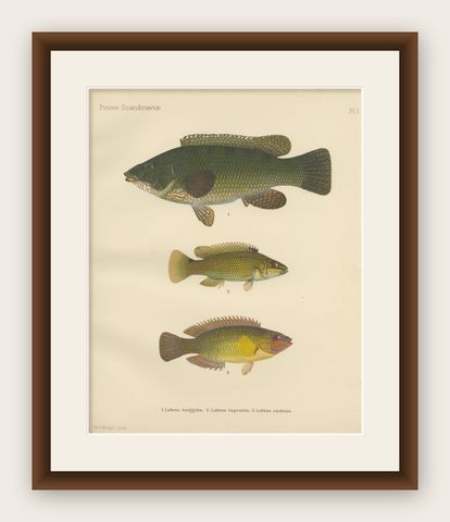 Colorful Scandinavian Wrasse Trio - Stunning Hand-Coloured Fish Lithograph, 1895, shown framed