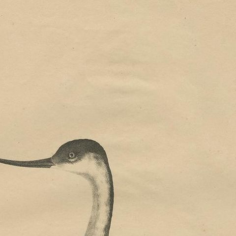 Antique Bird Print of the Pied Avocet by Goldfuss, circa 1824, close-up 1
