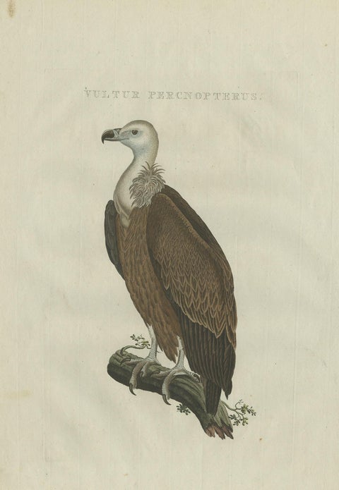 Antique Bird Print of a Vulture by Sepp & Nozeman, 1770, view 2