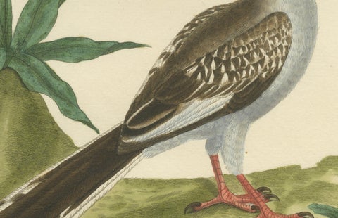 Original Antique Hand-Colored Engraving of the Red-billed Hornbill, circa 1770, close-up 4