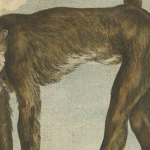 Antique Animal Print of a Baboon, ca.1800, close-up 2