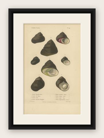 French Turbo Sea Shells Hand-Colored Natural History Engraving, 1832, shown framed