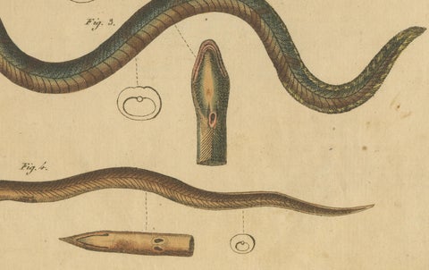 Antique Print of Various Marine Life Including the Dark Moray Eel, c.1800, close-up 1
