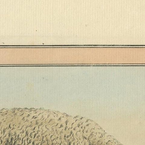 Antique Print of a Sheep by Geissler, 'c.1820', close-up 1