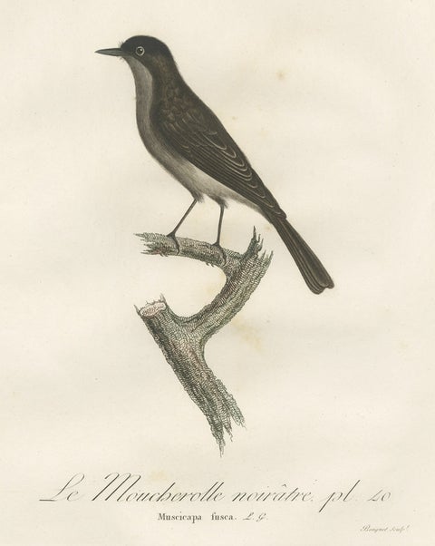 Antique Bird Print of a Peewee Flycatcher by Vieillot, 1807, close-up 1