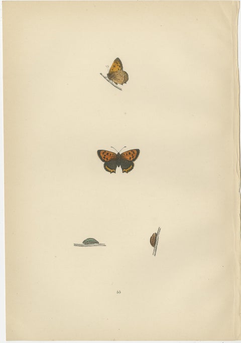 Chromatic Splendor: The Copper, Argus, and Blue of Morris's 1890 Lepidoptera, view 2