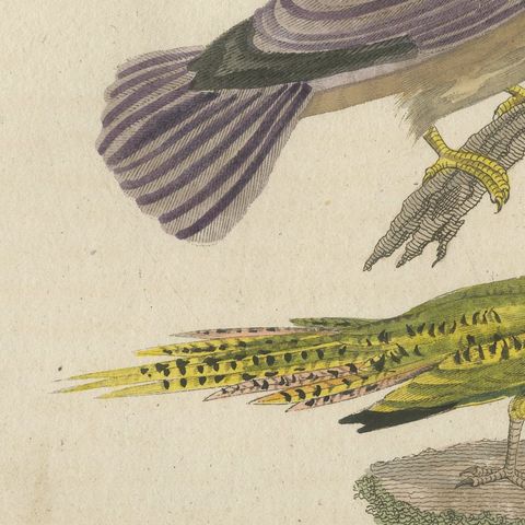 Kingfisher and Mandarin Duck, Antique Bertuch Print, Vienna, circa 1805, close-up 5
