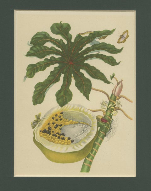 Papaya and Insects, 19th-Century Hand-Coloured Lithograph after Merian Plate 45, close-up 4