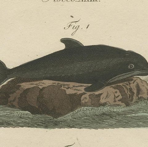 Hand Colored Engraving of a Harbour Porpoise and Other Marine Life, close-up 1