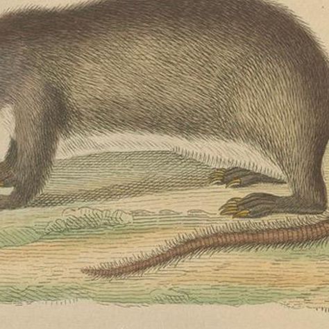 Diverse Rodentia: Squirrel, Cuban Hutia, and Lemming-like Rodent, 1845, close-up 4