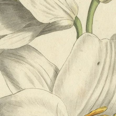 Antique Botany Print of Litium Candidum or White Lily, close-up 1