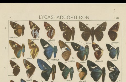 Set of 2 Antique Prints of Butterflies of Africa and America, Published in 1910, close-up 3