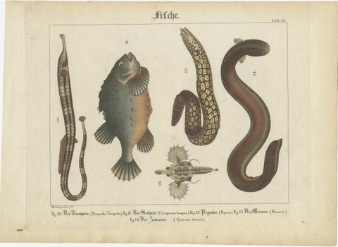 Antique Fish Prints, Engraved Plates of Rare Species, Hand-Colored, c.1821, view 2