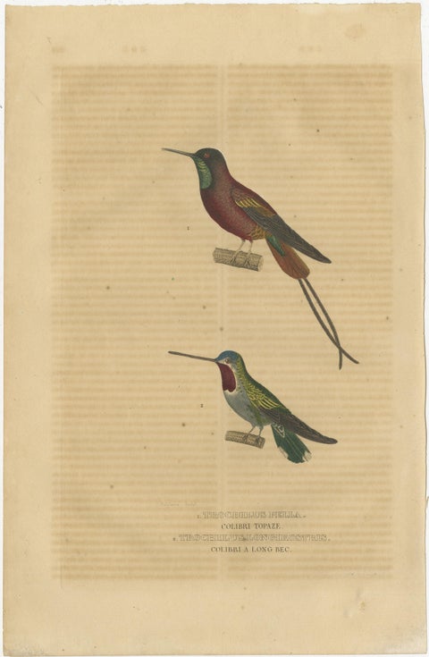 Old Bird Print of a Crimson Topaz and a Long-billed Starthroat Hummingbird, 1845, view 3