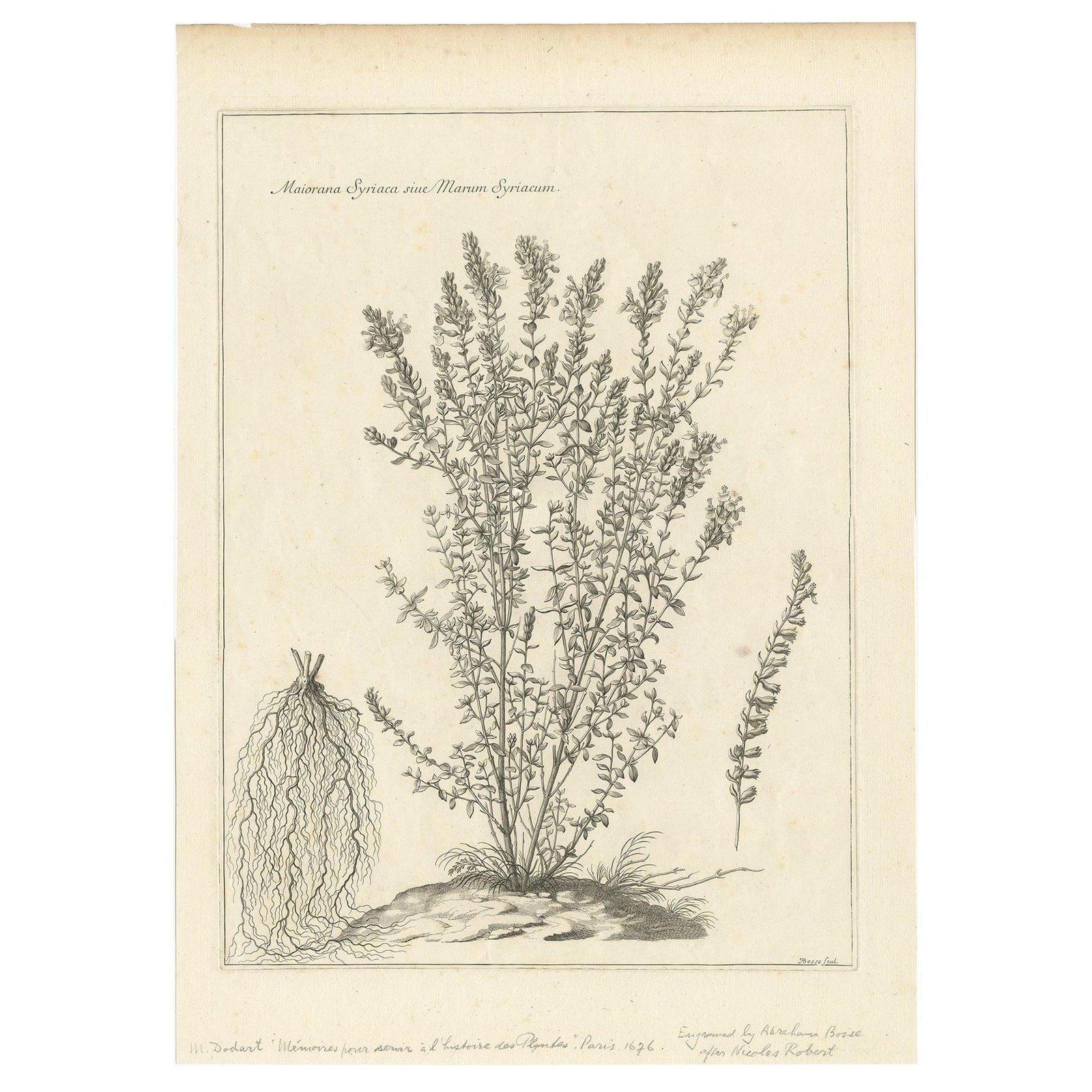 Syrian Oregano (Origanum Syriacum), Antique Botanical Engraving c.1676