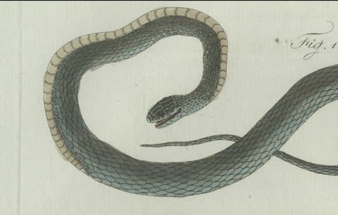 Original Antique Print of Three European Snakes by Bertuch, 1802, close-up 5