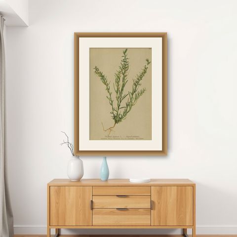 Antique Botany Print of the Alpine Bastard Toadflax by Palla, 1897, shown framed on a wall