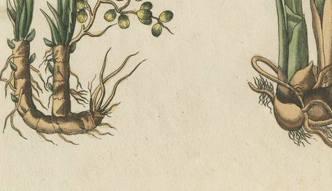 Zedoary and Grains of Paradise Spice Plants, Antique Bertuch Print, circa 1805, close-up 2