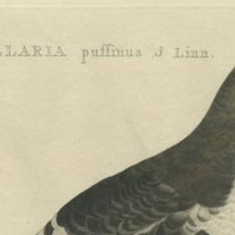 Manx Shearwater, Antique Seabird Engraving by Nozeman & Sepp, 1809, close-up 1