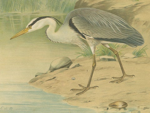 Antique Bird Print of the Grey Heron by Naumann, circa 1895, close-up 3
