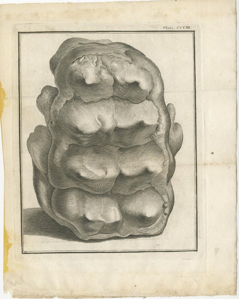 Set of 3 Antique Prints of Mammoth Fossils 'c.1810', view 2