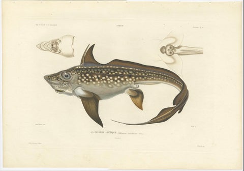 Antique Print of Arctic Chimaera Fish, Rare French Scientific Illustration 1845, close-up 1