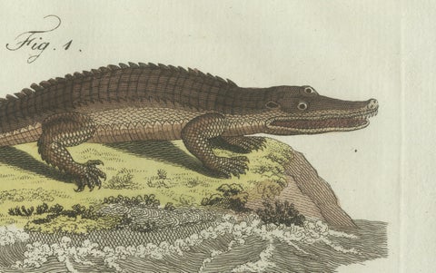 Original Antique Print of American Crocodile and Gharial by Bertuch, 1802, close-up 4
