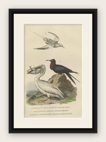 Hand-colored Print of a White Pelican, Frigate Bird and Red-Tailed Tropic Bird, shown framed