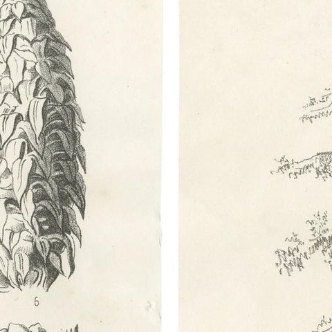 Set of 2 Antique Botany Prints, Larix Decidua 'c.1880', close-up 1